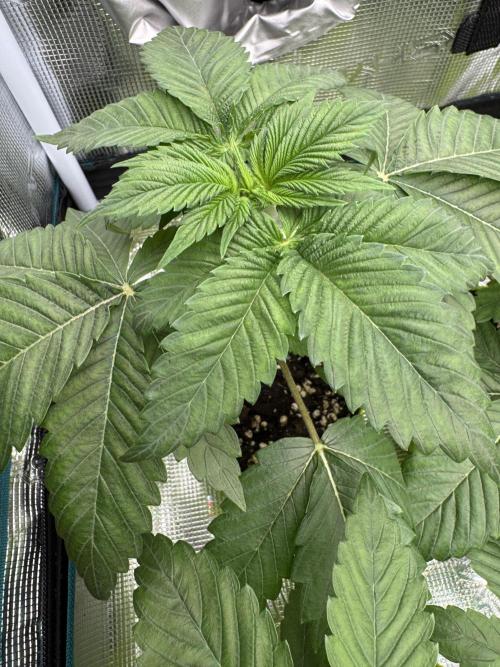 Gas Station ⛽️. Week 3