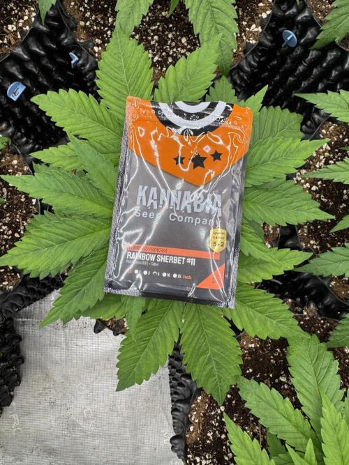 Sherbet Season 🌈. Week 3