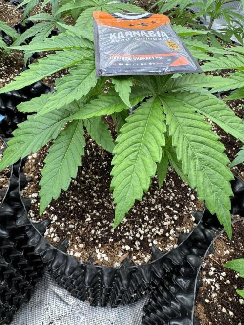 Sherbet Season 🌈. Week 3