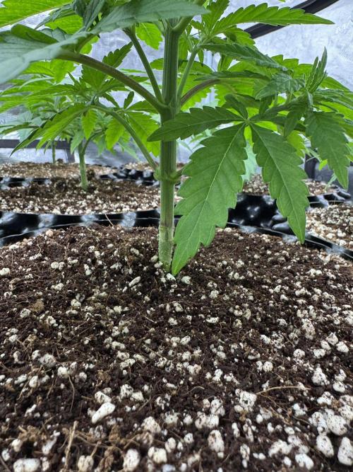 Sherbet Season 🌈. Week 3