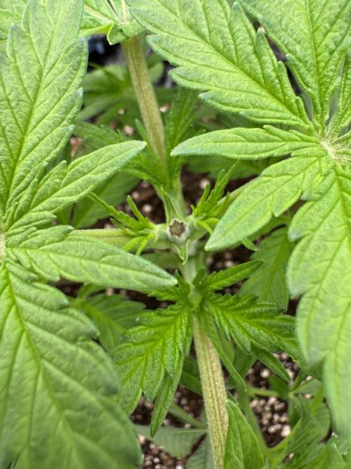 Sherbet Season 🌈. Week 3