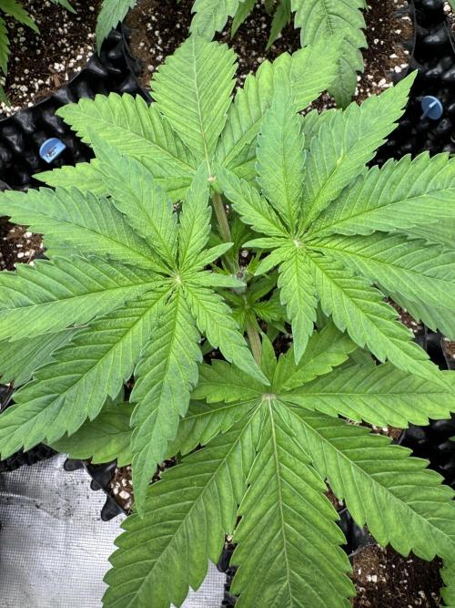 Sherbet Season 🌈. Week 3