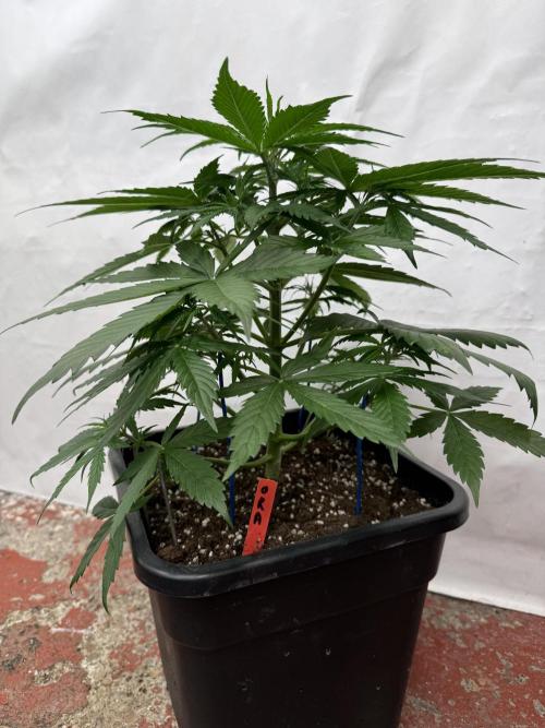 Orange Zest 🍊🍸. Week 4