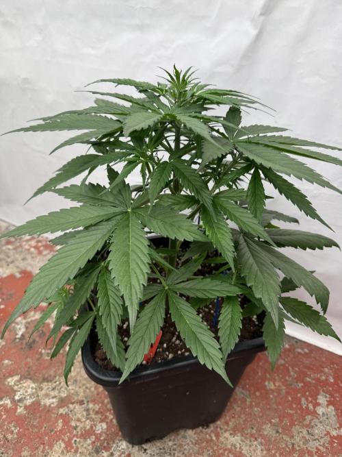 Orange Zest 🍊🍸. Week 4