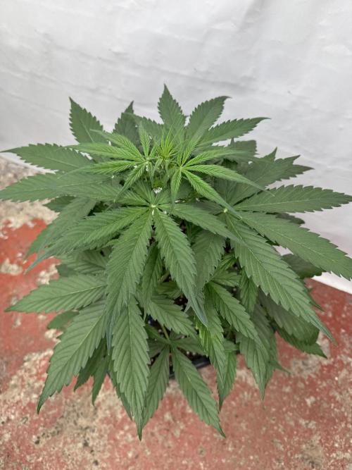 Orange Zest 🍊🍸. Week 4