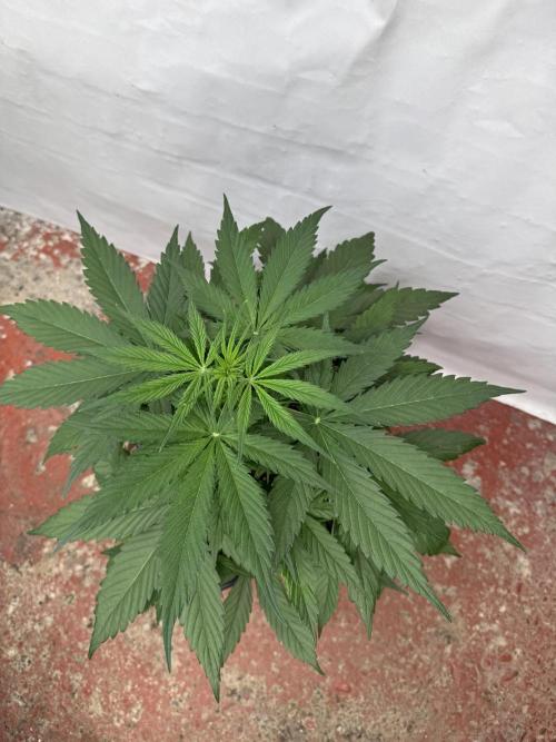 Orange Zest 🍊🍸. Week 4