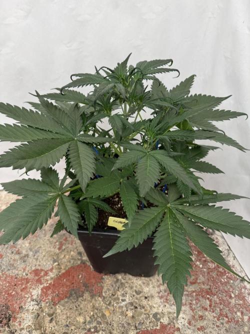 Guava 🍐🍓. Week 4