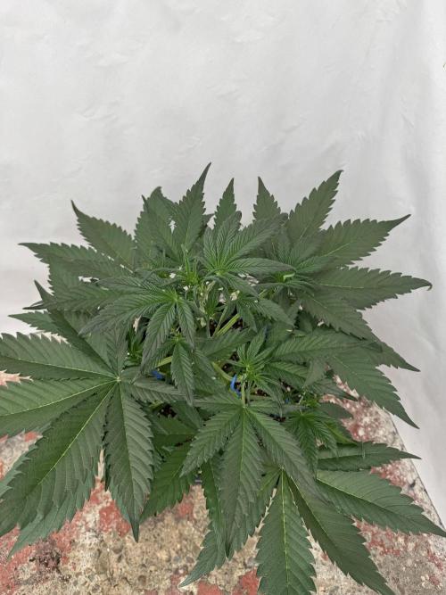 Guava 🍐🍓. Week 4