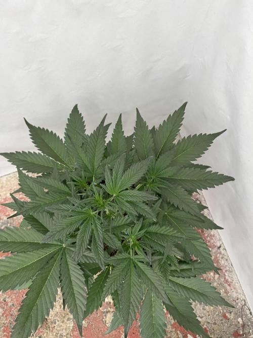 Guava 🍐🍓. Week 4