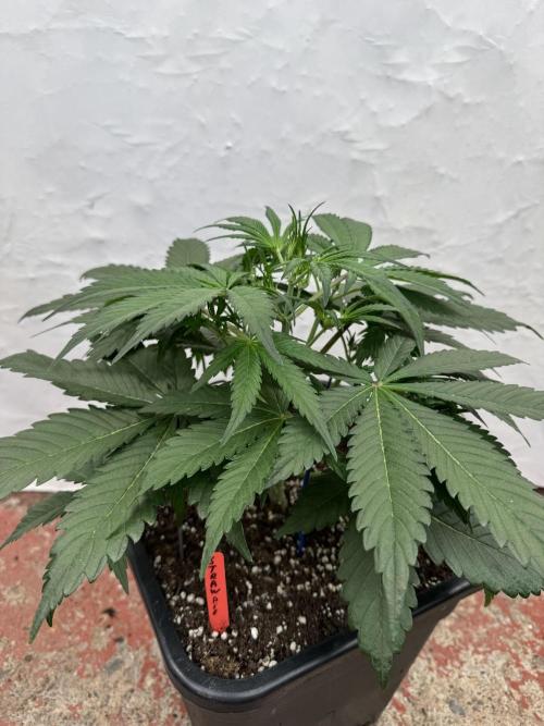 Sweet Crust 🥧. Week 4