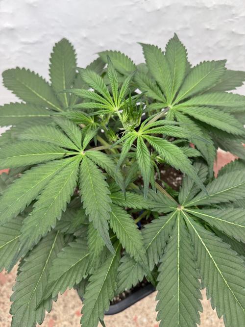 Sweet Crust 🥧. Week 4