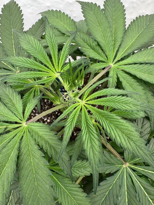 Sweet Crust 🥧. Week 4