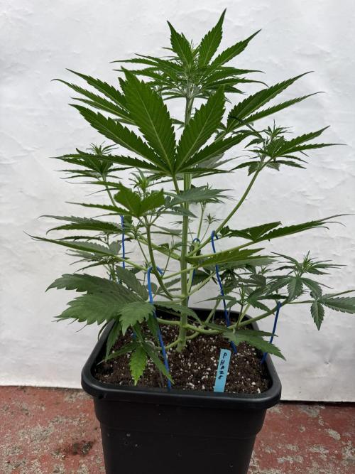 Purple Haze 😈. Week 4