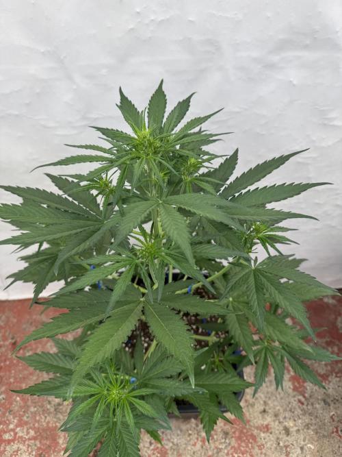 Purple Haze 😈. Week 4