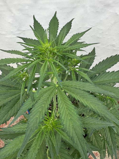 Purple Haze 😈. Week 4