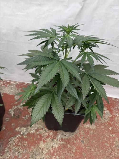 Cherish the Cherry Cola. Week 4