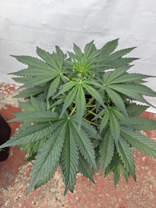 Cherish the Cherry Cola. Week 4
