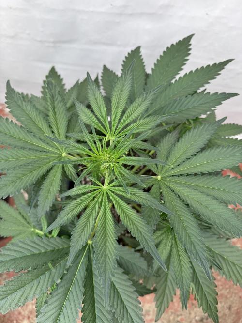 Cherish the Cherry Cola. Week 4