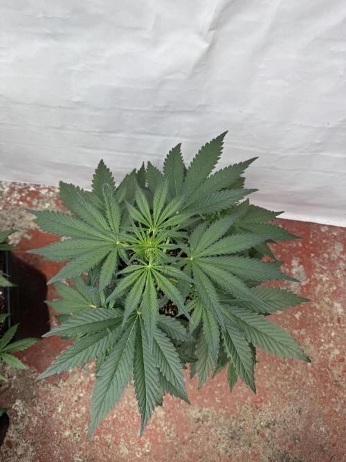 Cherish the Cherry Cola. Week 4