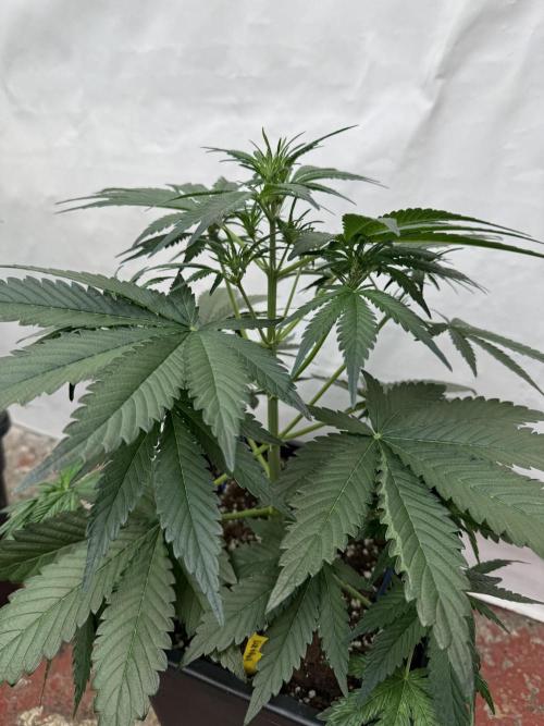 Cherish the Cherry Cola. Week 4