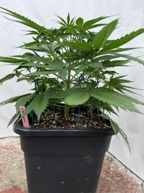 Five Dollar Shake 🍒. Week 4