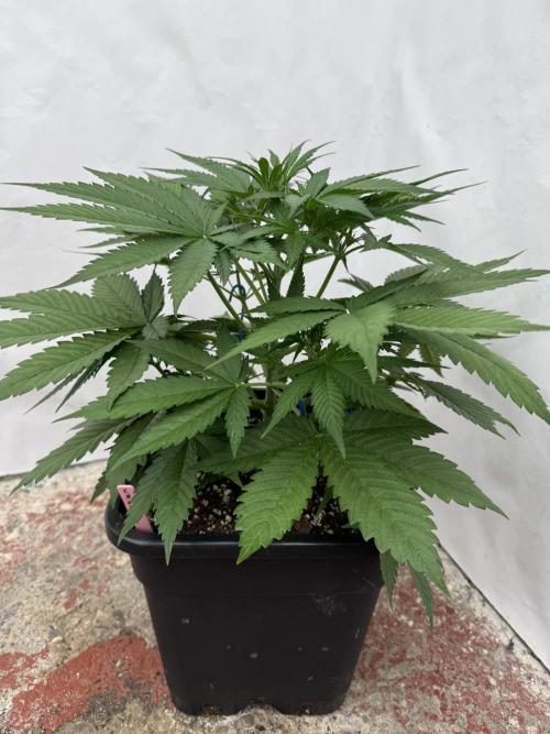 Five Dollar Shake 🍒. Week 4