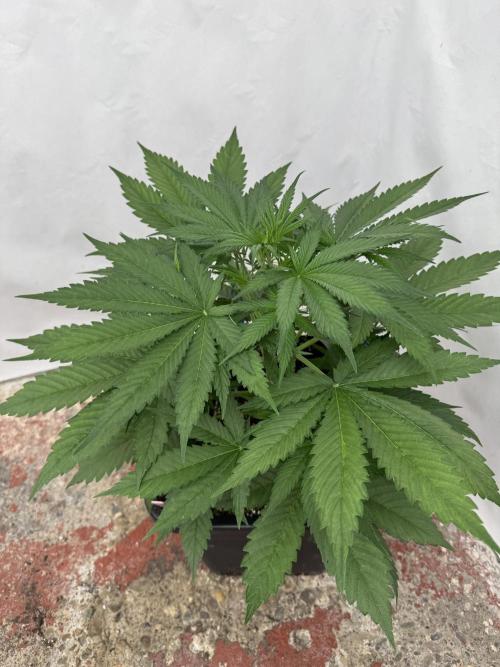 Five Dollar Shake 🍒. Week 4