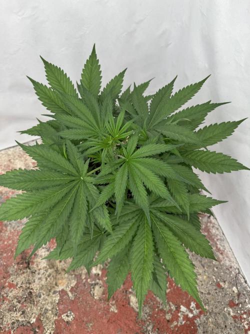 Five Dollar Shake 🍒. Week 4