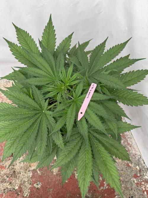 Five Dollar Shake 🍒. Week 4