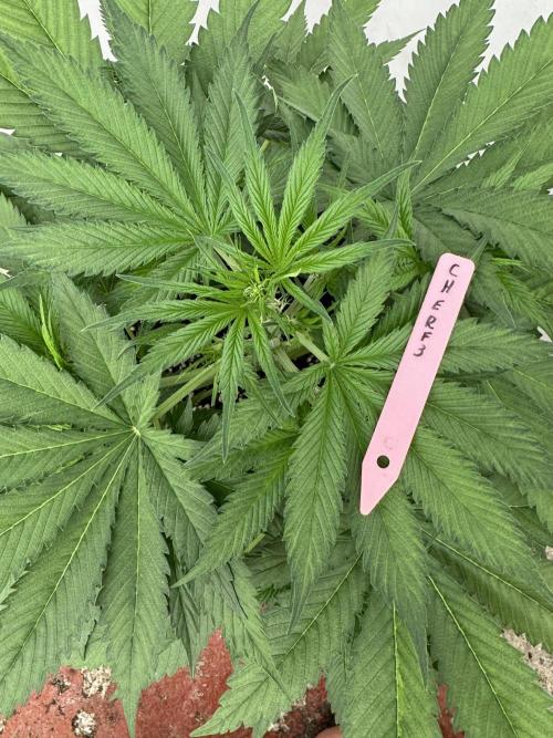 Five Dollar Shake 🍒. Week 4