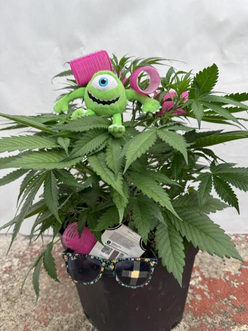 Five Dollar Shake 🍒. Week 4