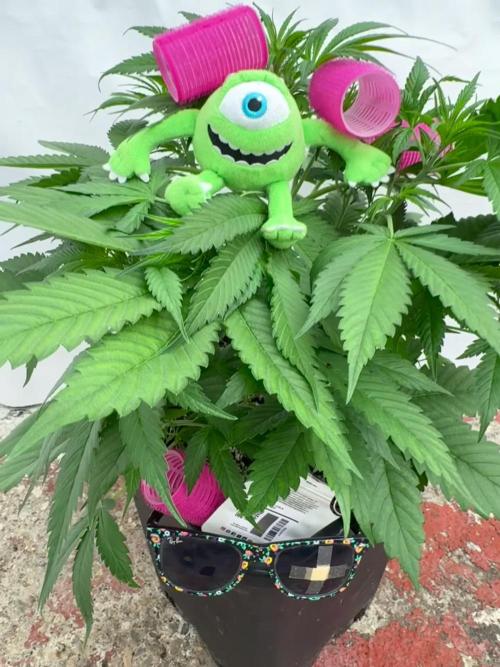 Five Dollar Shake 🍒