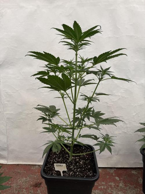 Bottle Bottoms ♻️. Week 4