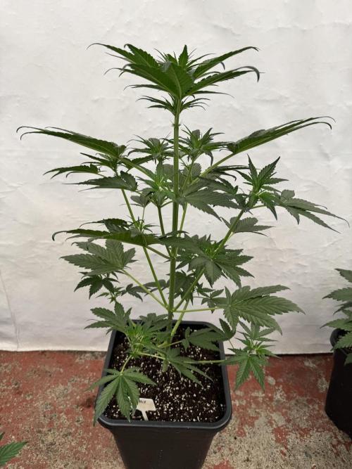 Bottle Bottoms ♻️. Week 4