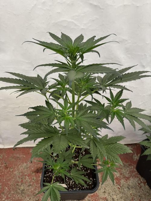 Bottle Bottoms ♻️. Week 4