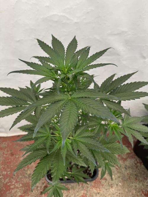 Bottle Bottoms ♻️. Week 4