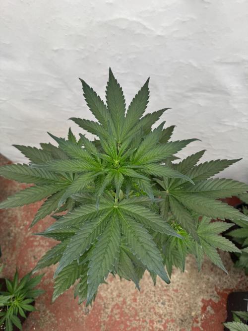 Bottle Bottoms ♻️. Week 4