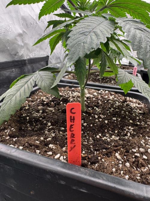 Acai x Black Cherry Funk. Week 4