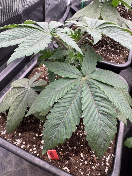 Acai x Black Cherry Funk. Week 4