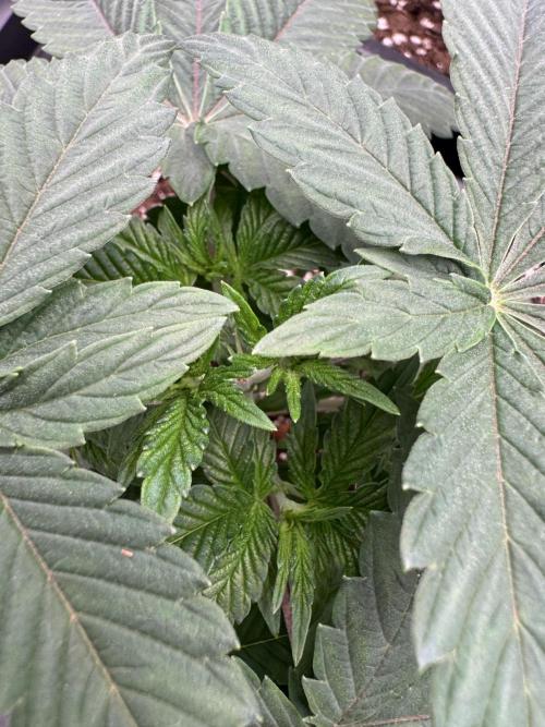 Acai x Black Cherry Funk. Week 4