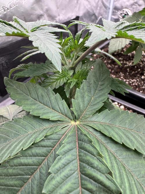 Acai x Black Cherry Funk. Week 4