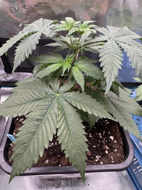 Old School 😶‍🌫️. Week 4