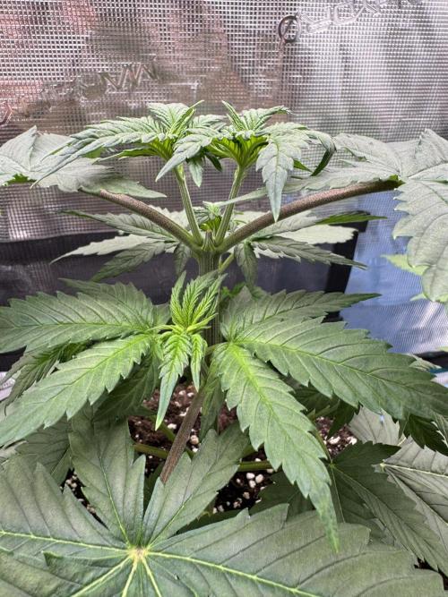 Old School 😶‍🌫️. Week 4