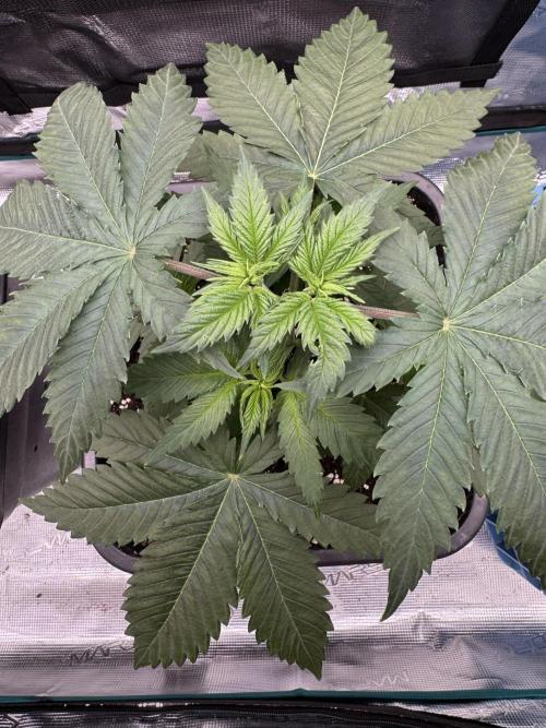 Old School 😶‍🌫️. Week 4