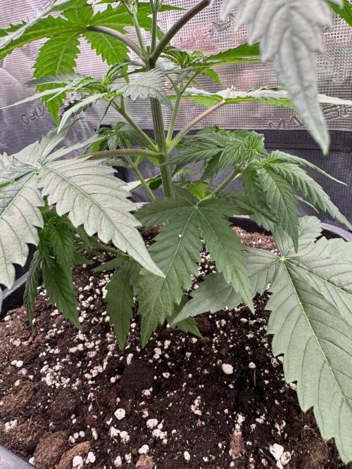 Old School 😶‍🌫️. Week 4