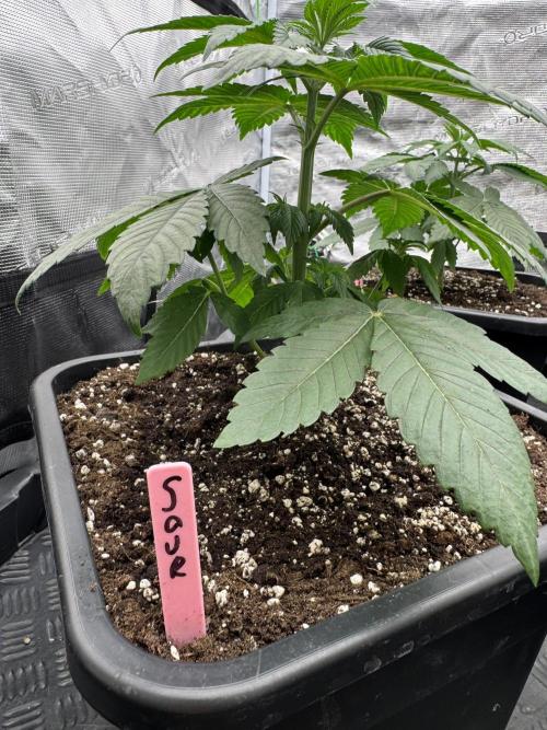 Gas Station ⛽️. Week 4