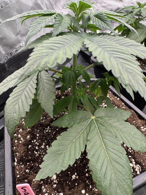 Gas Station ⛽️. Week 4