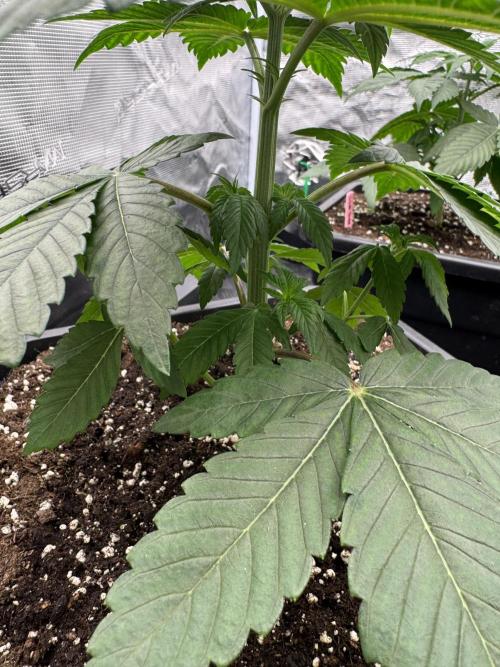 Gas Station ⛽️. Week 4