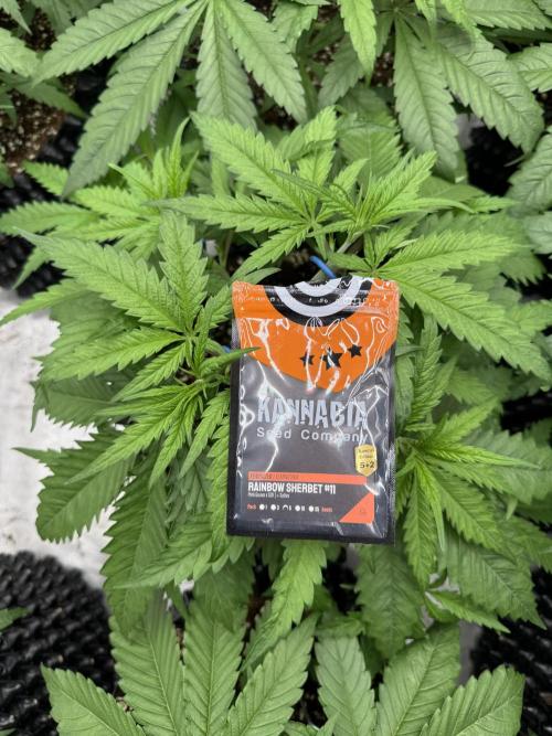 Sherbet Season 🌈. Week 4