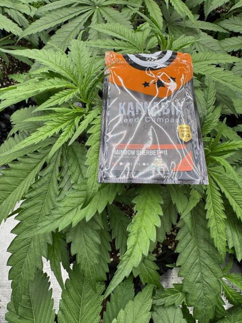 Sherbet Season 🌈. Week 4